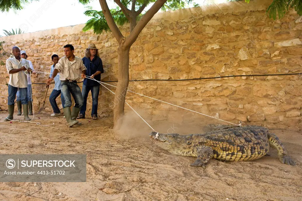 Capture of a Nil crocodile Djerba Tunisia