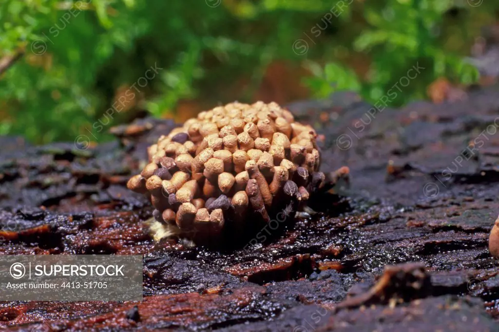 Red Raspberry Slime Molds on a dead wood Essonne France