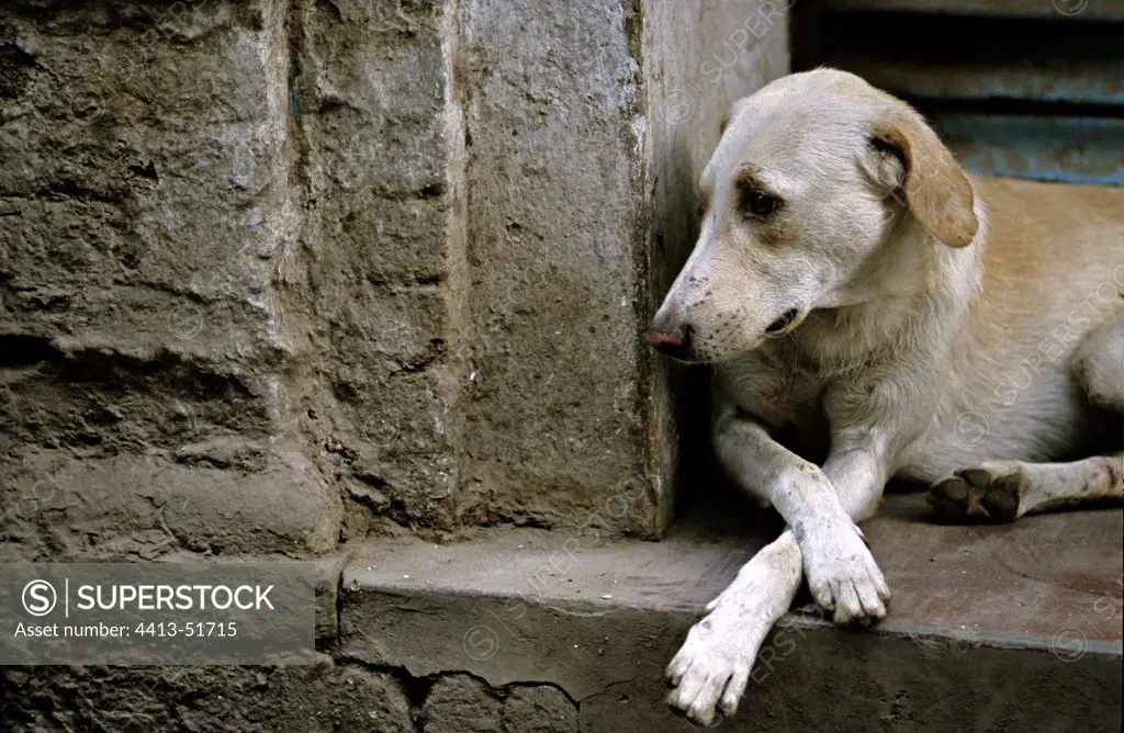 Dog lying on the step of a door Vrnaçî India