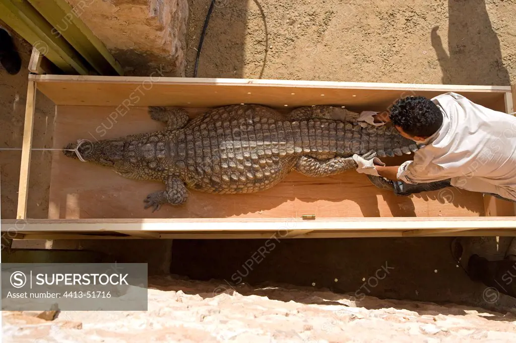 Nil crocodile in a box Djerba Tunisia