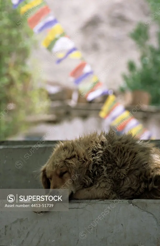 Dog sleeping on a march and prayer flags in India