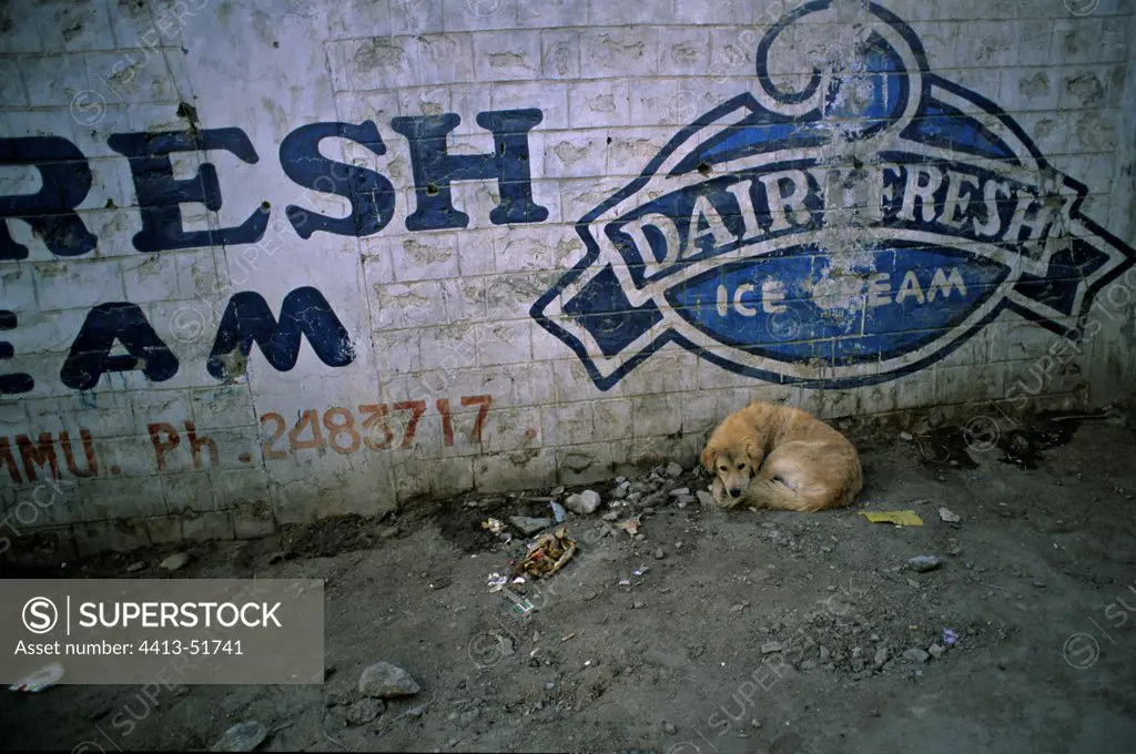 Dog sleeping below a publicity in the street India