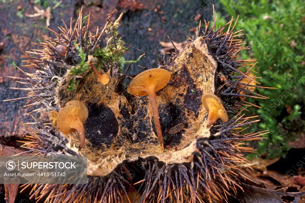 Lanzia mushrooms on a chestnut husk France