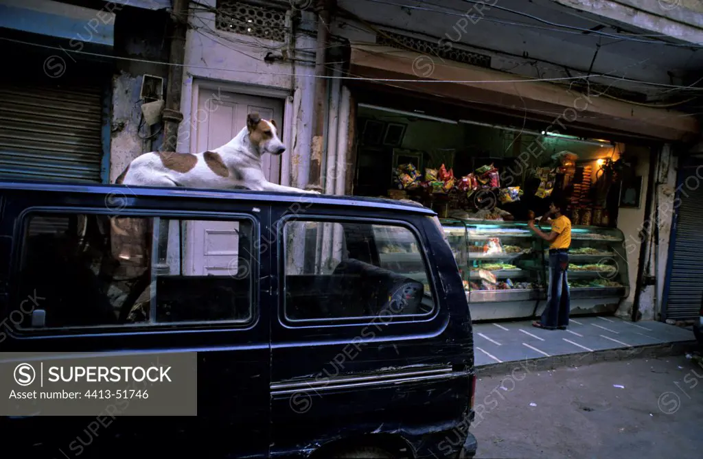 Dog lying on a car in street Delhi India