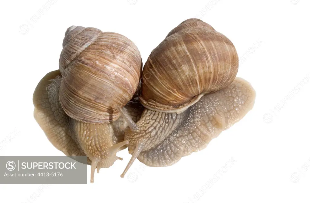 Top shot of two Burgundy Snails