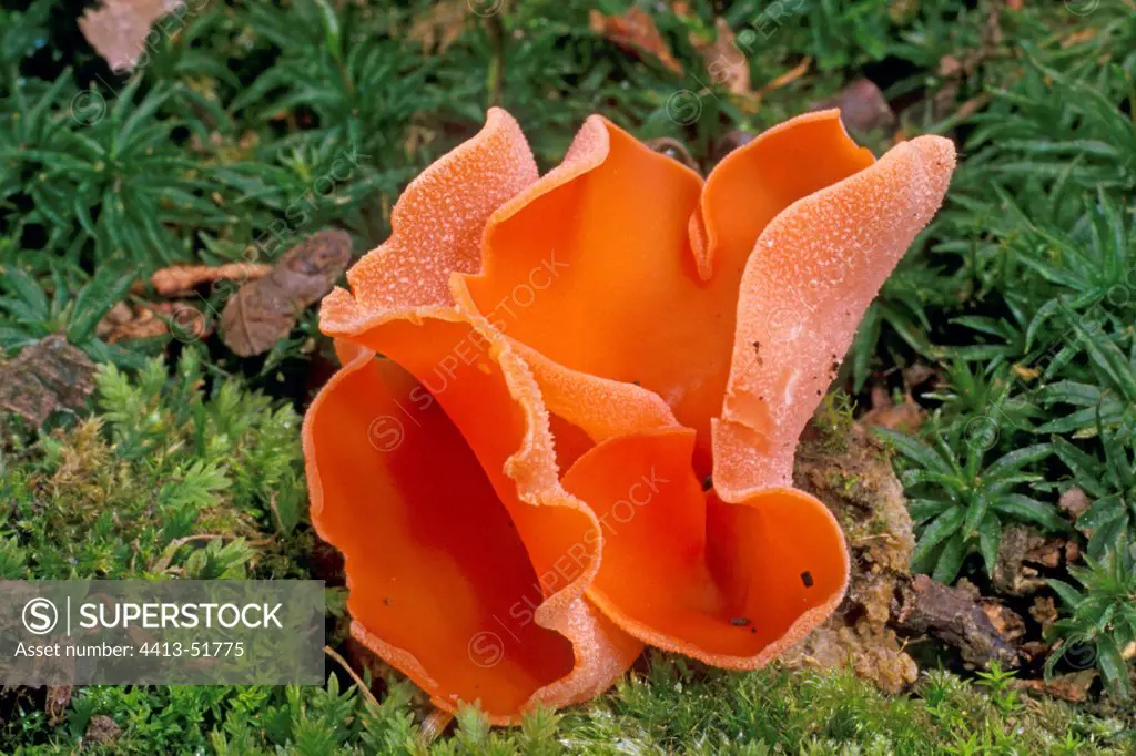 Orange peel fungi in the moss Essonne France
