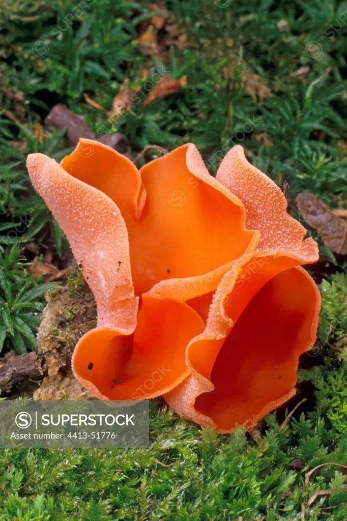Orange peel fungi in the moss Essonne France