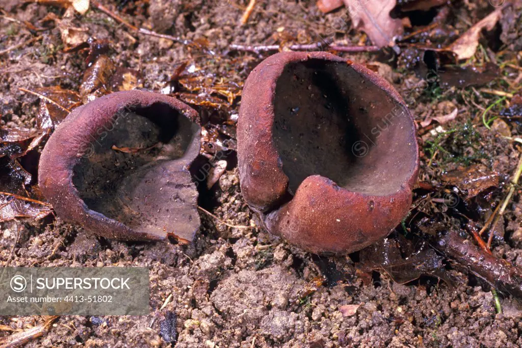 Bay cups on the humus of an undergrowth France
