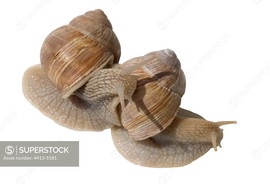 Two Burgundy Snails intertwining