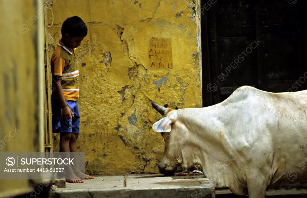 Sacred cow and boy in the streets of VrnaçîIndia
