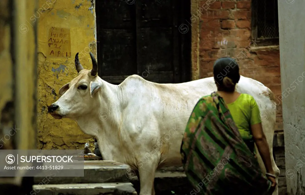 Sacred cow and woman in the streets of VrnaçîIndia