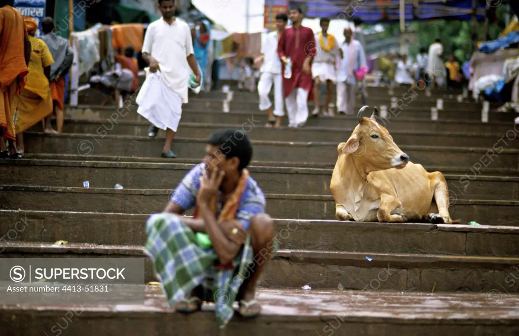 Holy cow lying on the steps Vrnaçî India