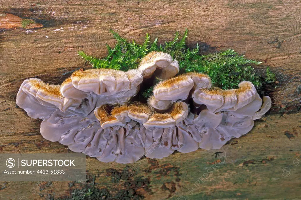 Tripe fungus on a dead wood Essonne France
