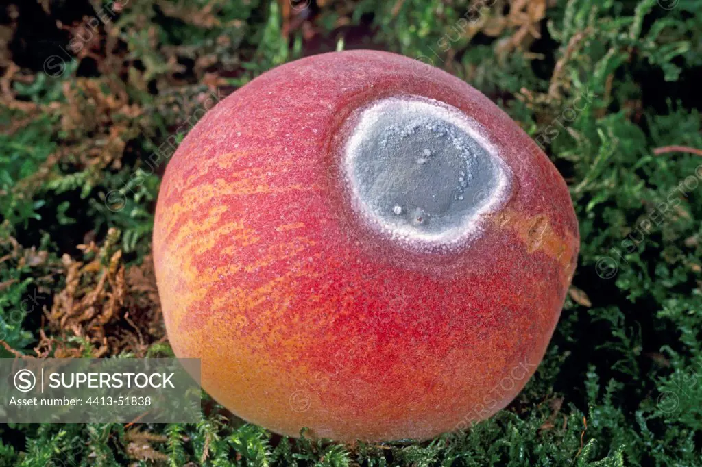 Penicillium Fungus on a peach Essonne France