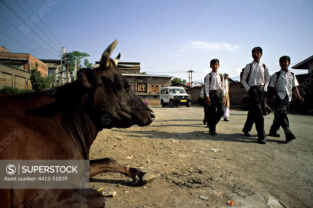 Holly cow and school boys in the streets of Srinagar Inde