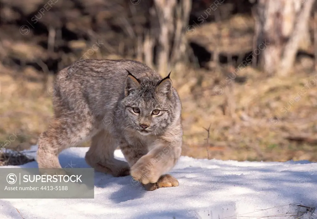 Lynx of Canada in defensive position the USA