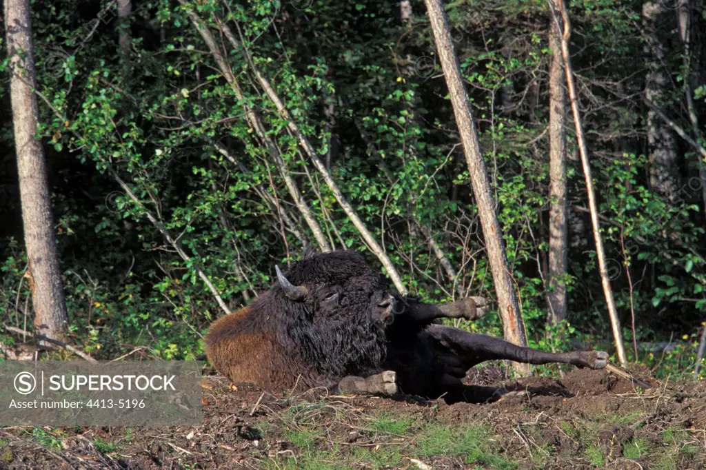 Bison of forest rolling itself in the ground in skirt of forest.