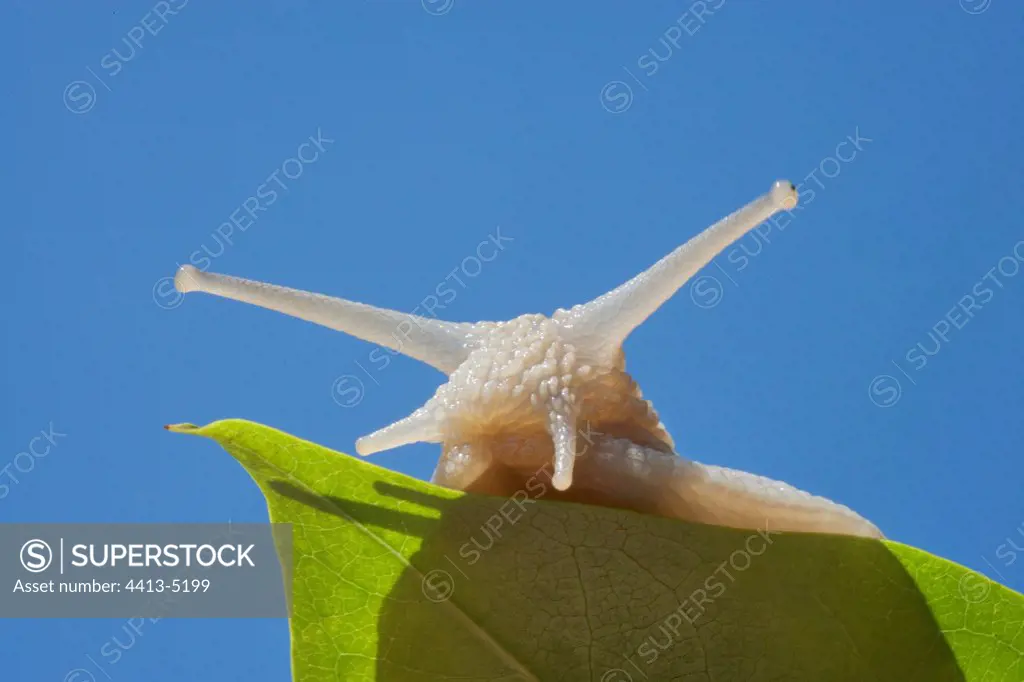 Head of a Snail jutting out from a leaf France
