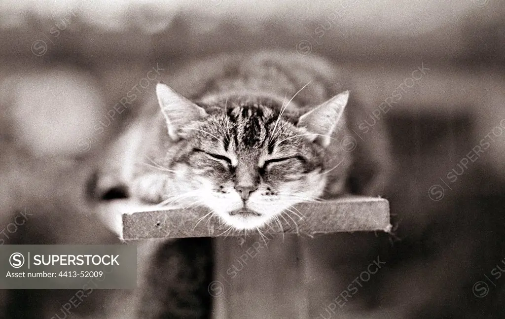 Cat sleeping on a bench Refuge of Beauregard France