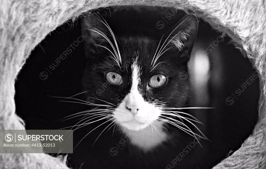 Portrait cat Refuge of Beauregard France