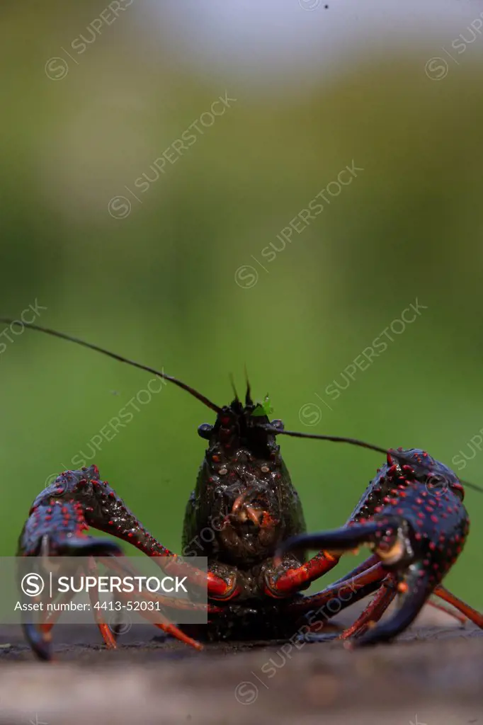 Portrait of Spinycheek Crayfish Brittany France