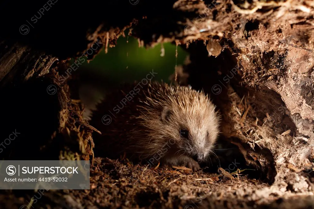 Hedgehog in his underground shelter France
