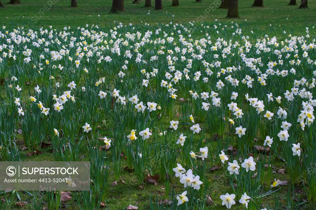 Narcissus in a garden in winter