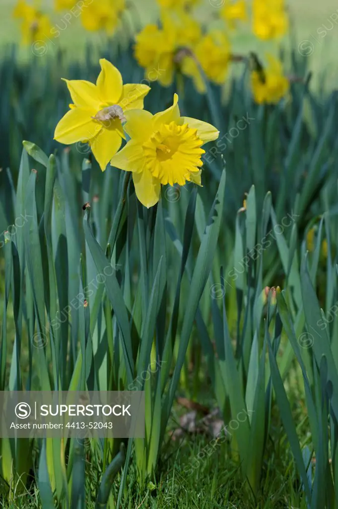Narcissus 'Dutchmaster' in a garden in winter