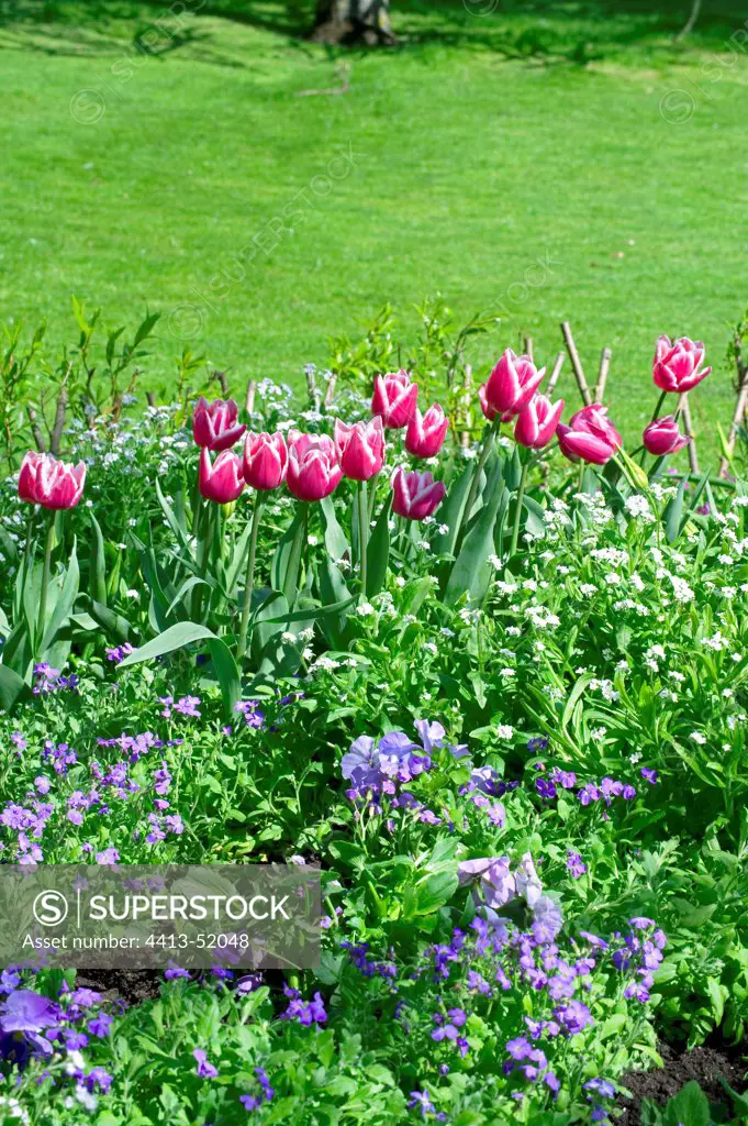 Tulips 'Ben Van Zanten' in a garden in spring