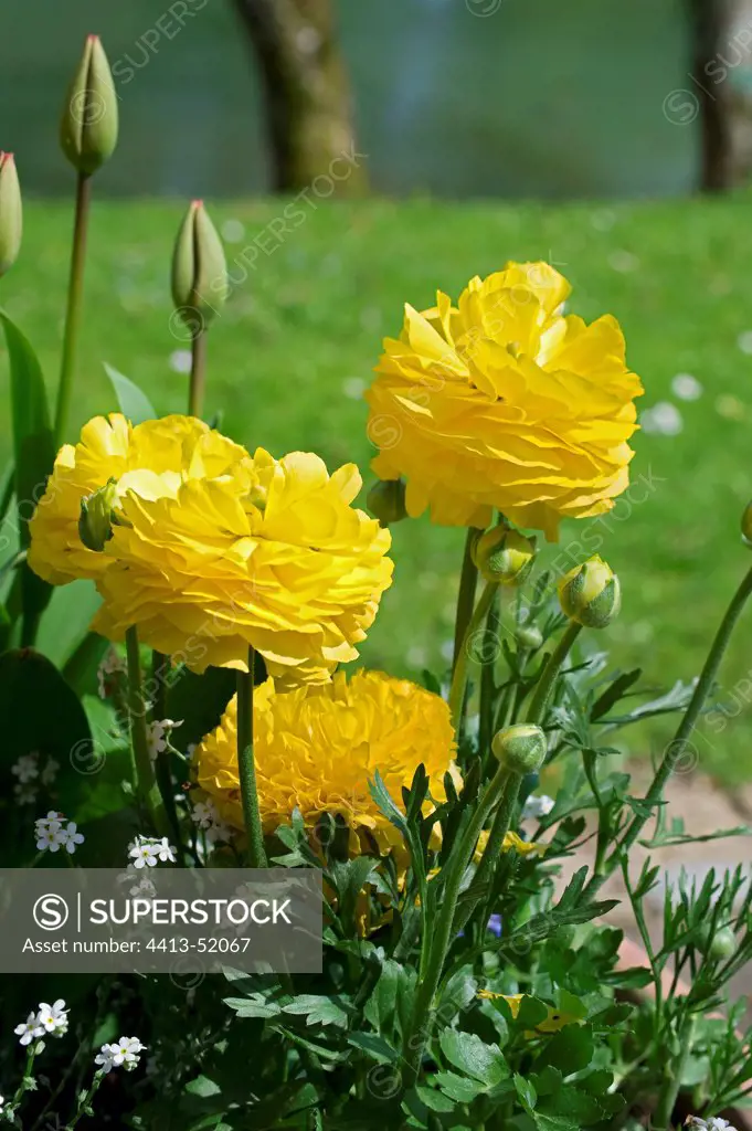 Turban Buttercup 'Friandine in a garden in spring