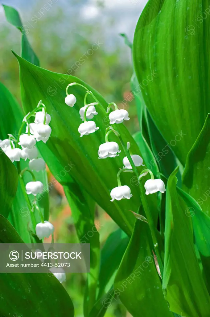 Lily-of-the-valley in a garden in spring