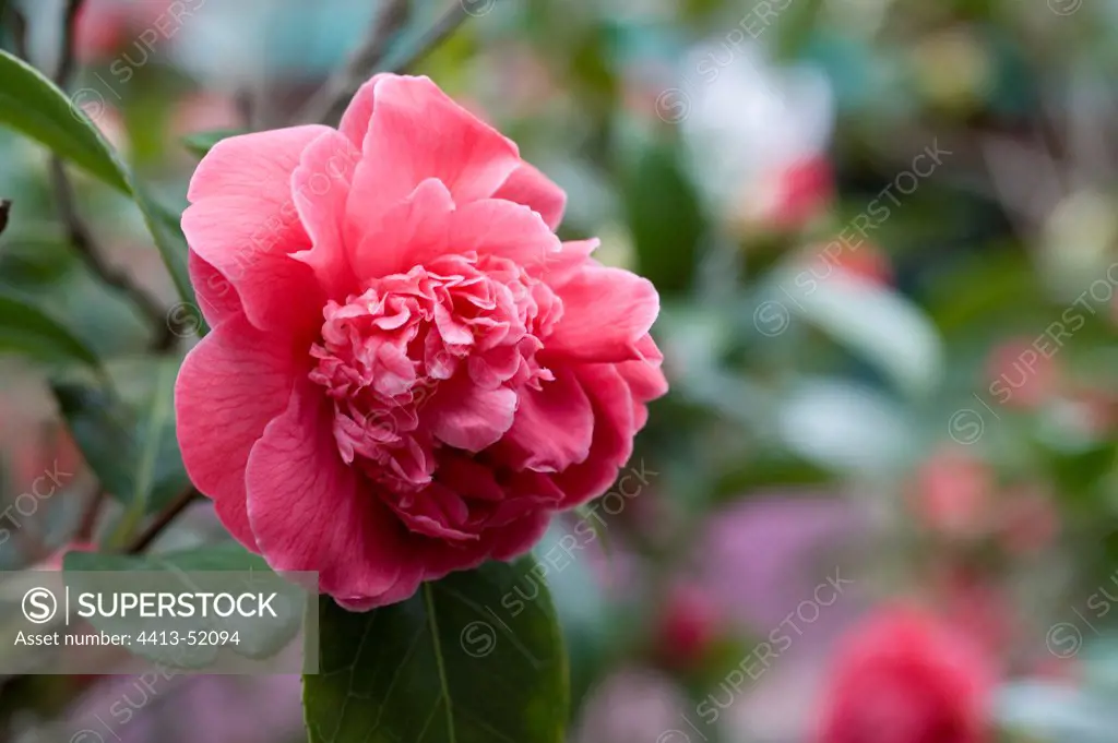 Camellia 'Gloire de Nantes' in bloom in a garden in winter