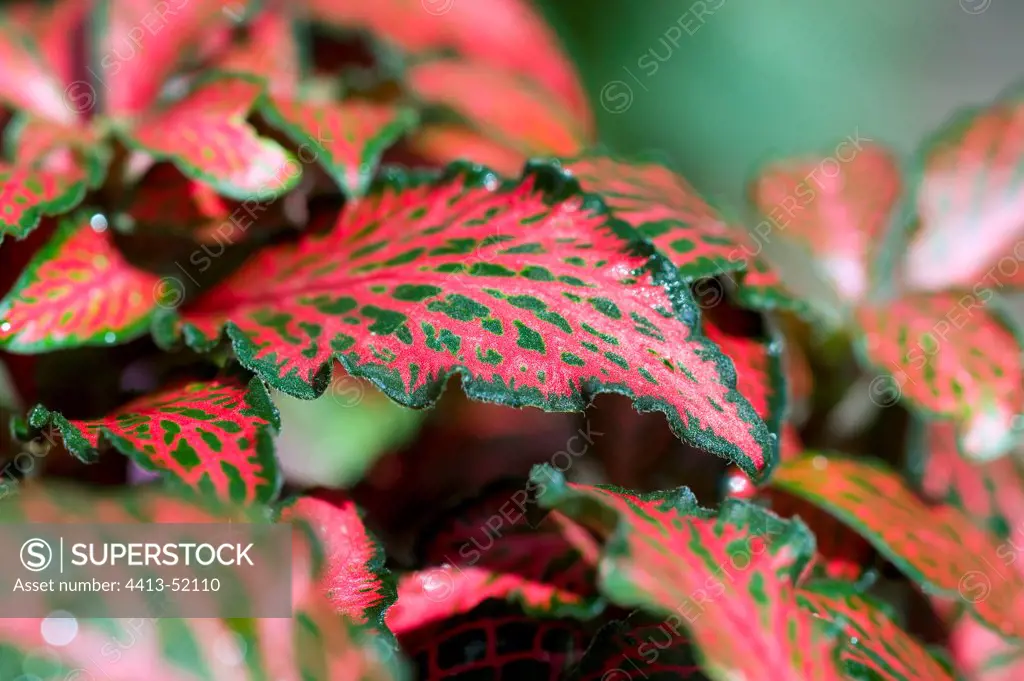 Fittonia 'Forest Flamme' foliage