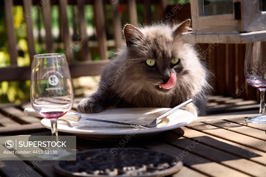 Cat licking a plate France