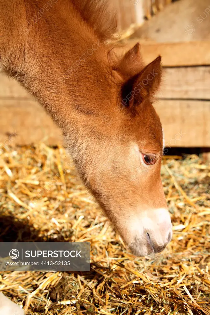 Portrait of Foal 1-day-old France