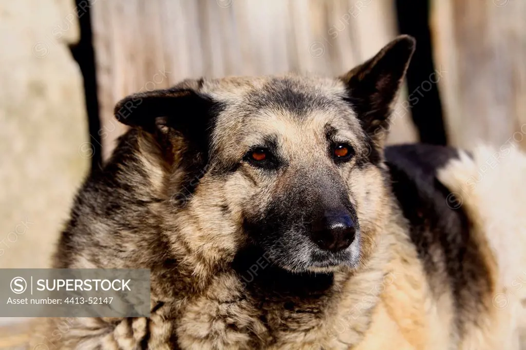 Portrait of a shepherd dog France