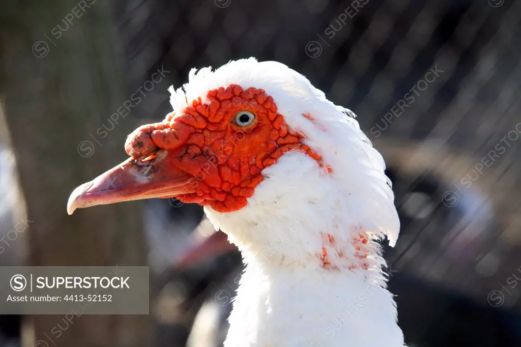 Portrait of Muscovy duck France