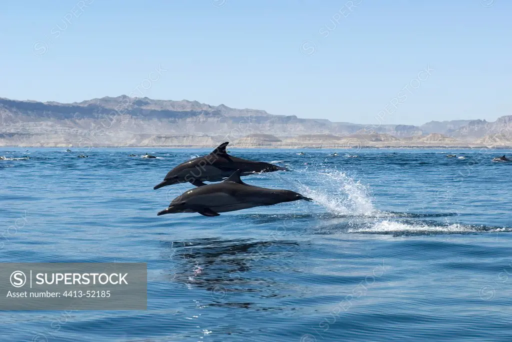 Dolphins in a tearing hurry Gulf of California Mexico
