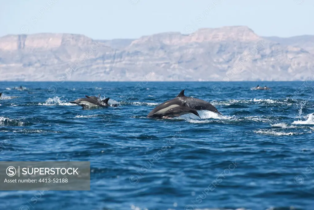 Young Dolphin and its mother Gulf of California Mexico