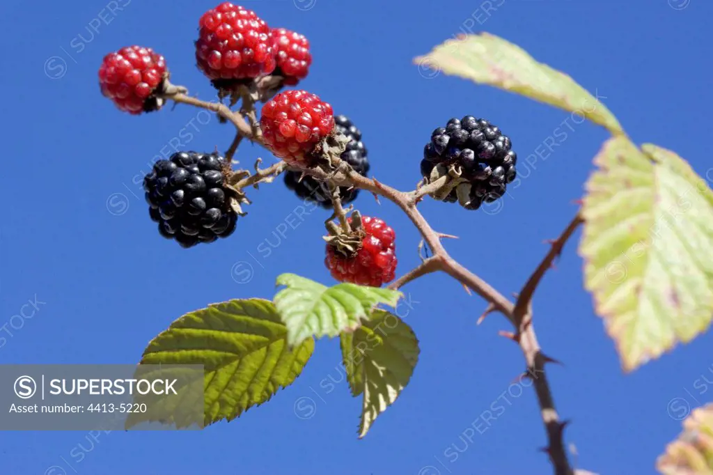 Branch of Wild Blackberry with fruits France