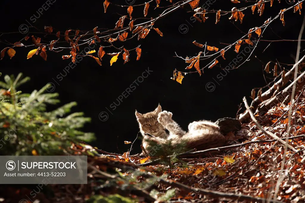 Eurasian Lynx in the forest NP Bayerischer Wald Germany