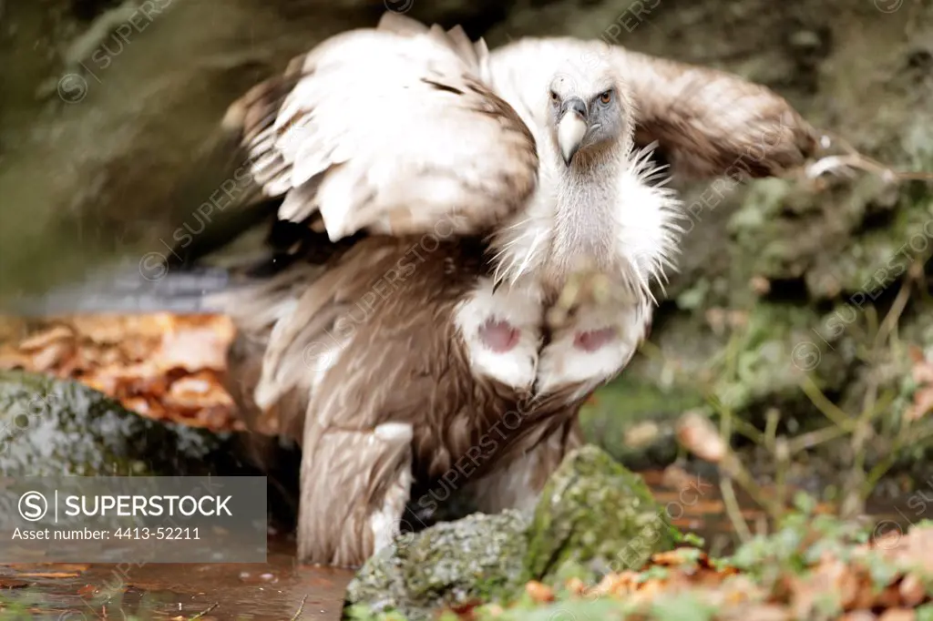 Griffon vulture in the NP Bayerisher Wald Germany
