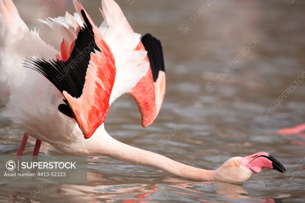 Great Flamingo on the pond of Pont de Gau Camargue