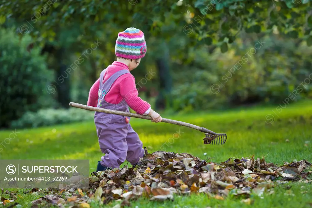 Two-year-old child raking dead leaves in the garden