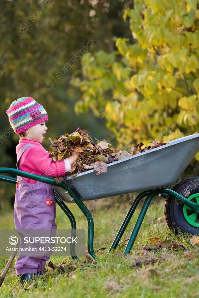 Two-year-old child putting dead leaves in a barrow France