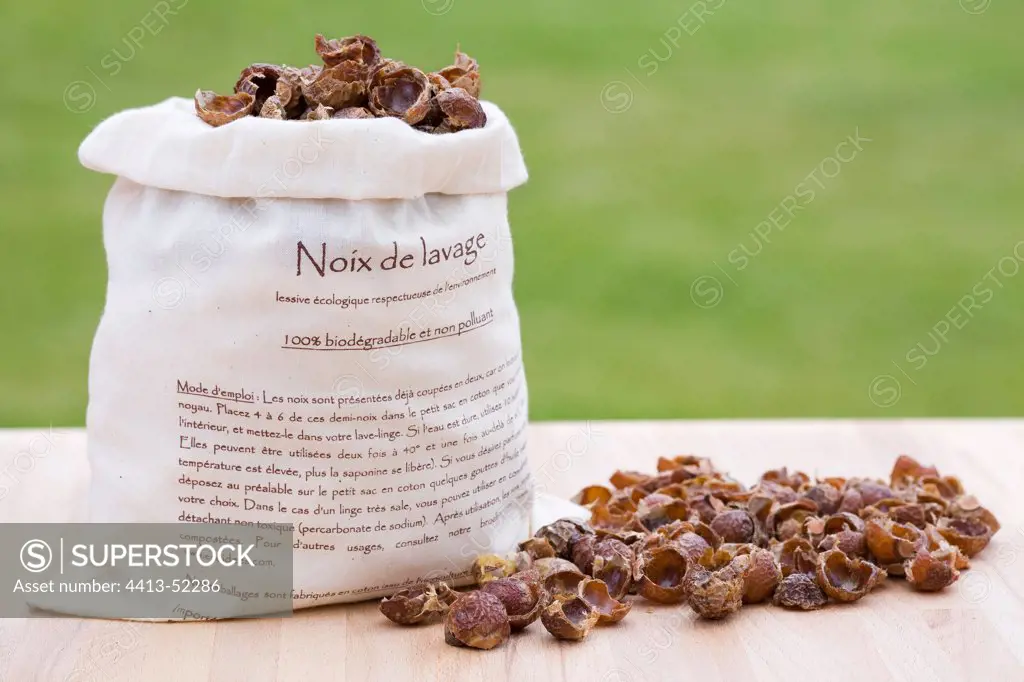Dried soapnuts in canvas bag on wooden table France