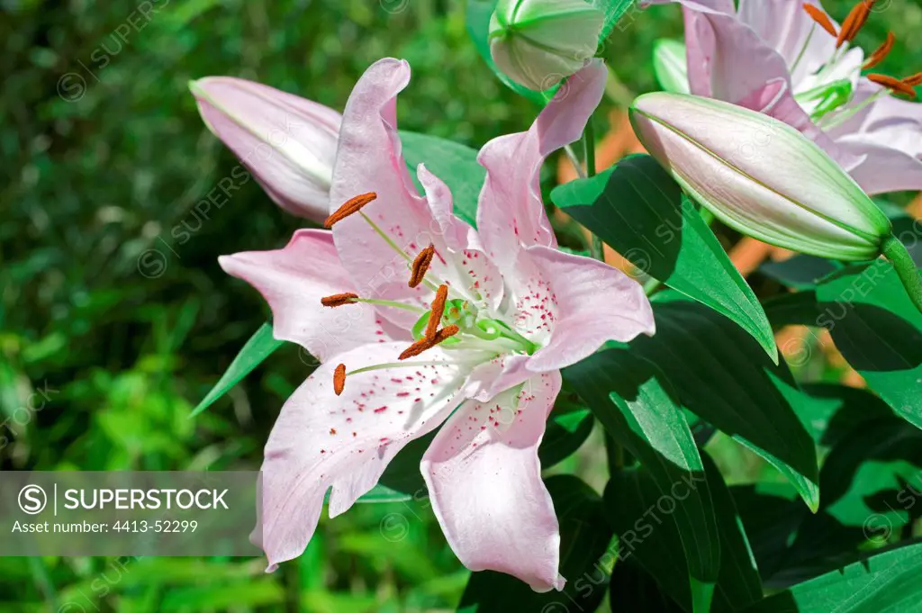 Oriental Lily 'Marco Polo' in a garden