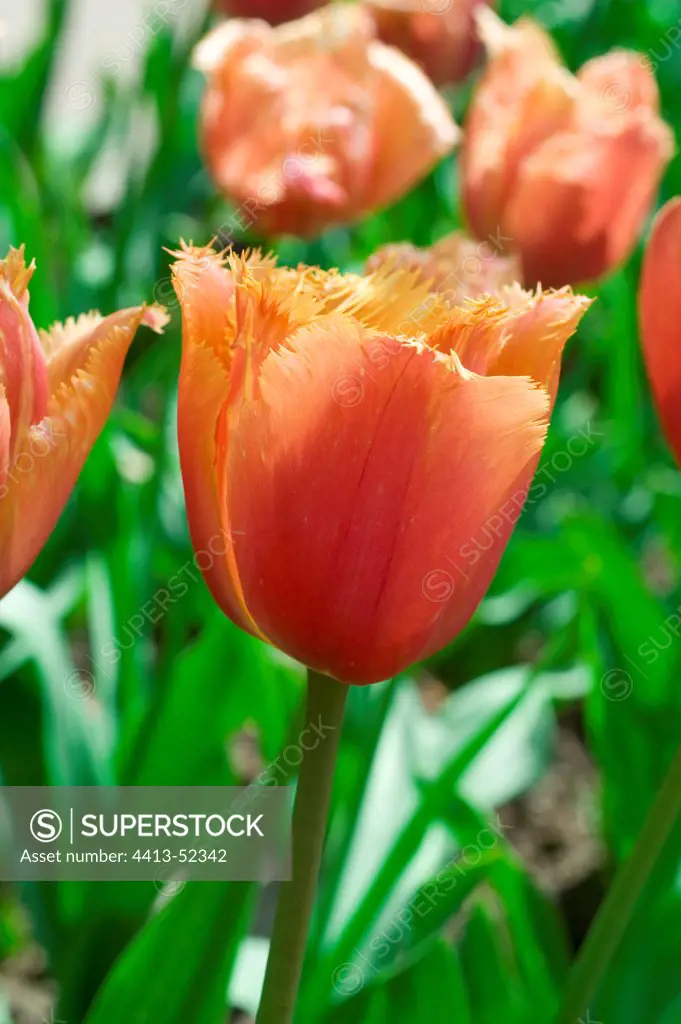 Tulips 'Noranda' in a garden