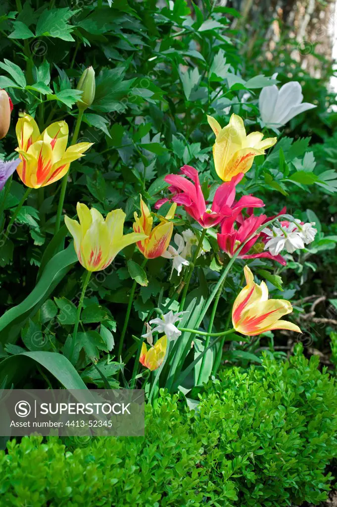 Tulips flowerbed in a garden