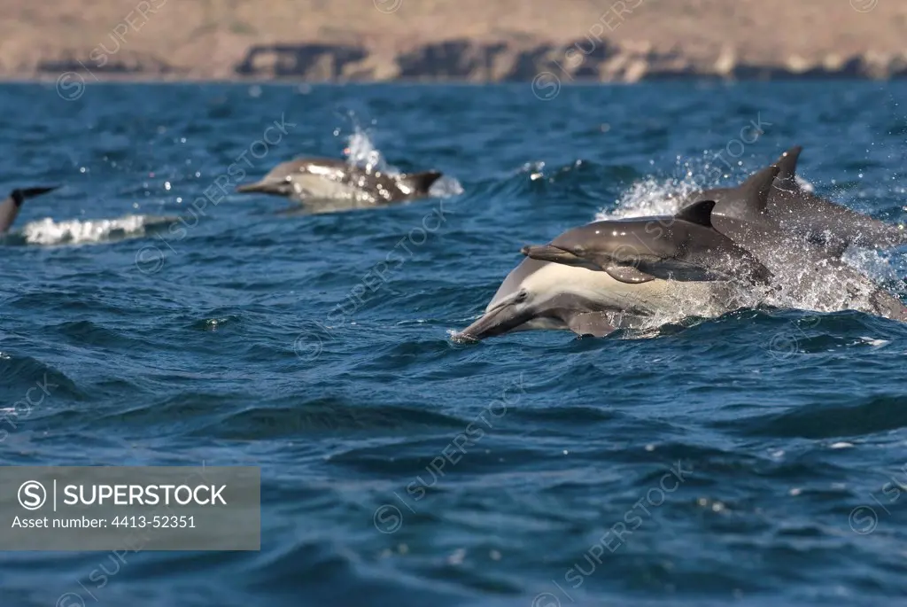 Young Dolphin and its mother Gulf of California Mexico